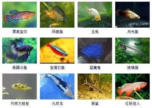 观赏鱼大全-14.jpg