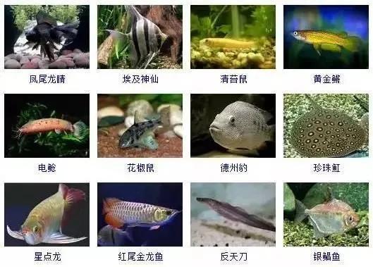 观赏鱼大全-13.jpg