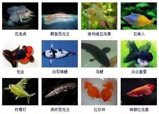 观赏鱼大全-12.jpg