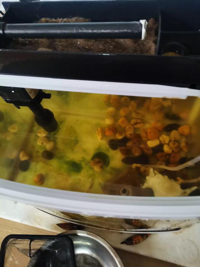 每个月清洗金鱼缸、给鱼缸换水一到两次-1.jpg