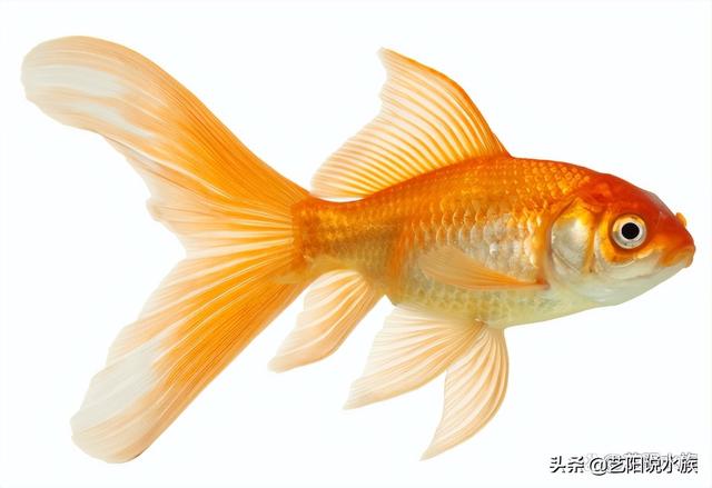 对新人极其友好，盘点八种养不死的观赏鱼-4.jpg