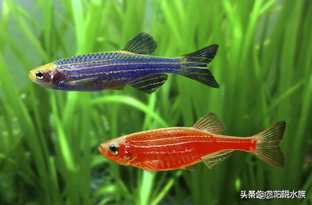 对新人极其友好，盘点八种养不死的观赏鱼-3.jpg