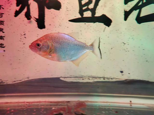 高缸养鱼，欣赏效果确实很好，为什么有很多观赏鱼不适合？-2.jpg