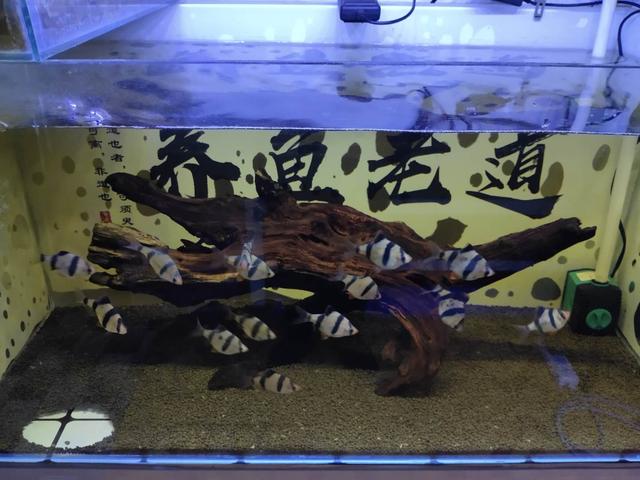 高缸养鱼，欣赏效果确实很好，为什么有很多观赏鱼不适合？-4.jpg