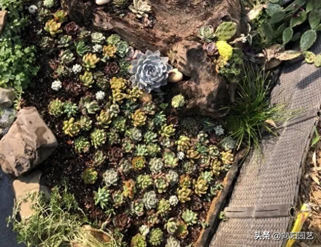 多肉种到鱼缸里，这样的“造景”，纯属瞎闹，肯定养不活！-1.jpg