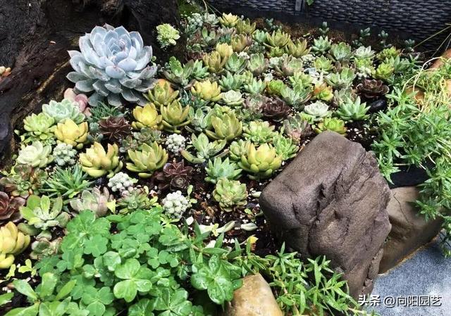 多肉种到鱼缸里，这样的“造景”，纯属瞎闹，肯定养不活！-2.jpg