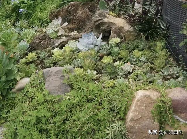 多肉种到鱼缸里，这样的“造景”，纯属瞎闹，肯定养不活！-4.jpg