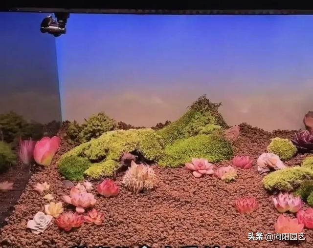 多肉种到鱼缸里，这样的“造景”，纯属瞎闹，肯定养不活！-6.jpg