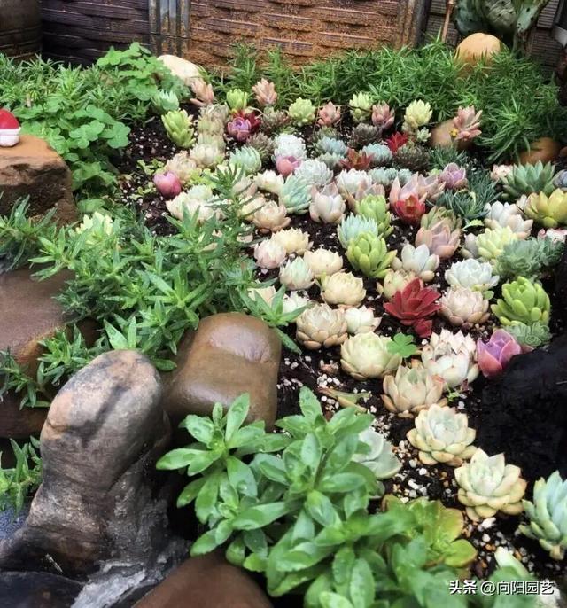 多肉种到鱼缸里，这样的“造景”，纯属瞎闹，肯定养不活！-3.jpg