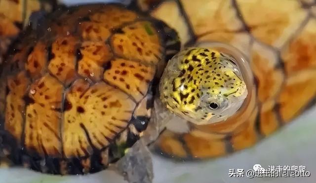 养龟，龟缸发臭怎么办？-2.jpg