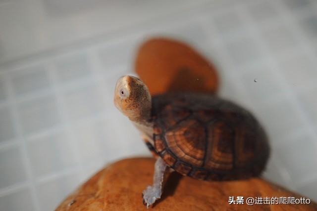 养龟，龟缸发臭怎么办？-5.jpg
