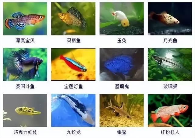 359种观赏鱼名称大全，你认识几种-2.jpg