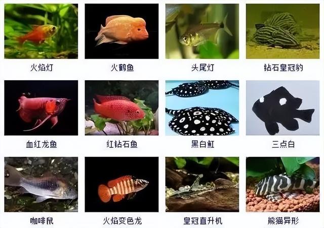 359种观赏鱼名称大全，你认识几种-8.jpg