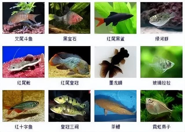 359种观赏鱼名称大全，你认识几种-5.jpg