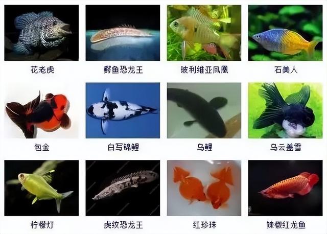 359种观赏鱼名称大全，你认识几种-7.jpg
