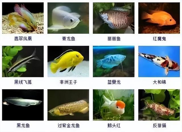 359种观赏鱼名称大全，你认识几种-3.jpg