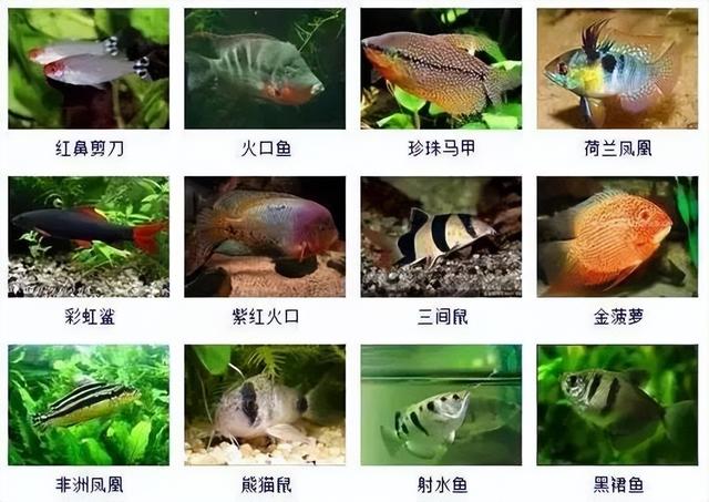 359种观赏鱼名称大全，你认识几种-4.jpg