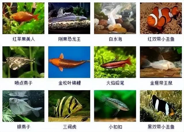 359种观赏鱼名称大全，你认识几种-16.jpg