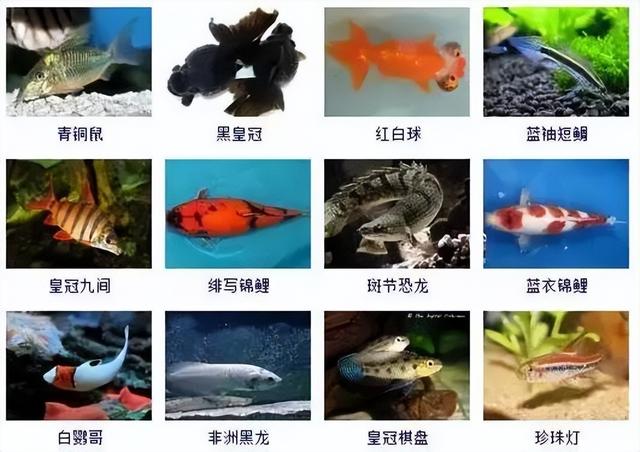359种观赏鱼名称大全，你认识几种-12.jpg