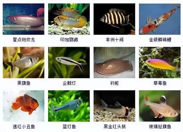 359种观赏鱼名称大全，你认识几种-11.jpg