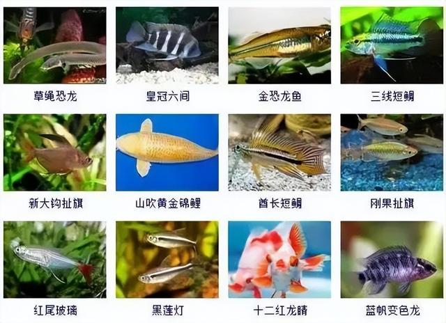 359种观赏鱼名称大全，你认识几种-10.jpg