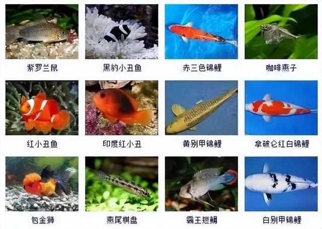 359种观赏鱼名称大全，你认识几种-17.jpg