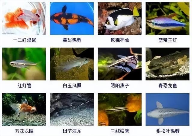359种观赏鱼名称大全，你认识几种-13.jpg