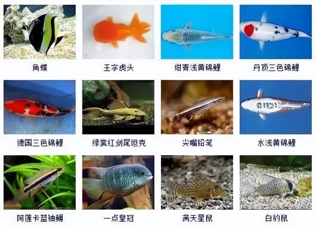 359种观赏鱼名称大全，你认识几种-15.jpg