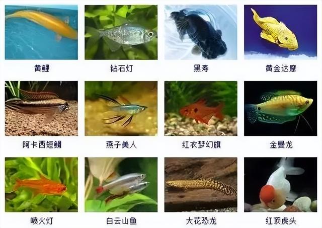 359种观赏鱼名称大全，你认识几种-9.jpg