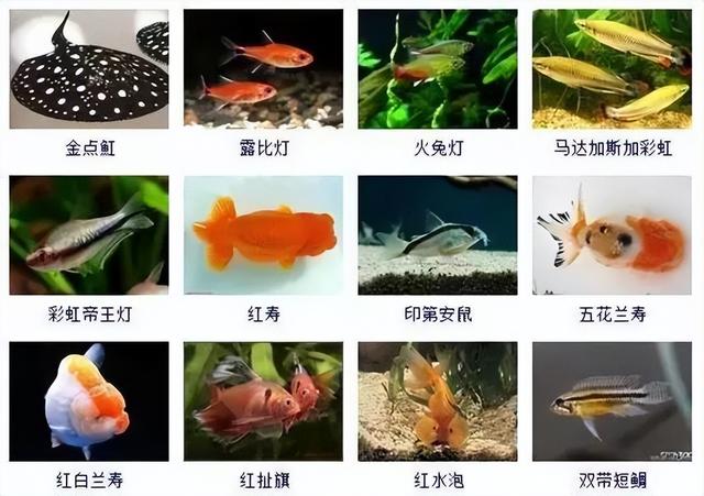 359种观赏鱼名称大全，你认识几种-14.jpg