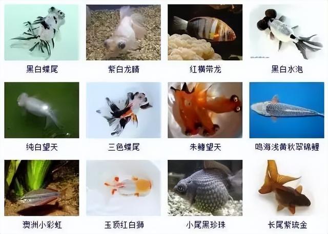 359种观赏鱼名称大全，你认识几种-24.jpg