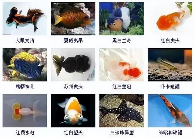 359种观赏鱼名称大全，你认识几种-27.jpg