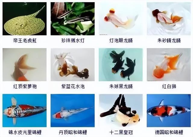 359种观赏鱼名称大全，你认识几种-25.jpg