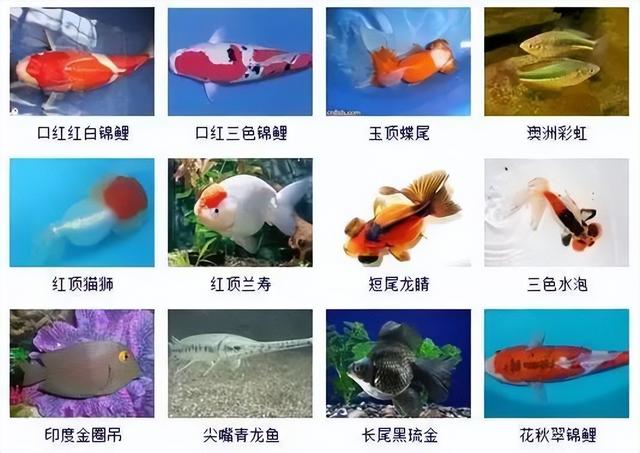 359种观赏鱼名称大全，你认识几种-21.jpg