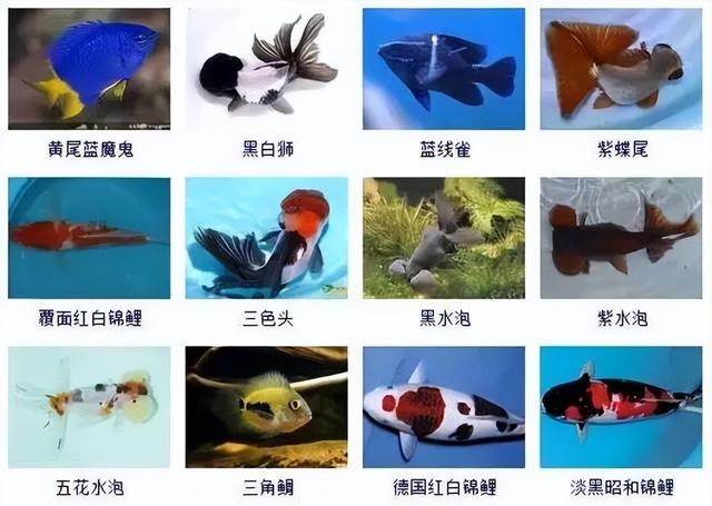 359种观赏鱼名称大全，你认识几种-20.jpg