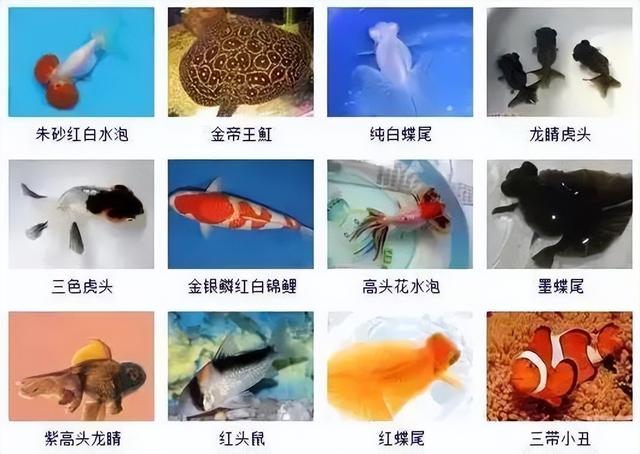 359种观赏鱼名称大全，你认识几种-26.jpg