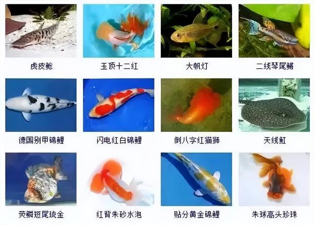 359种观赏鱼名称大全，你认识几种-22.jpg