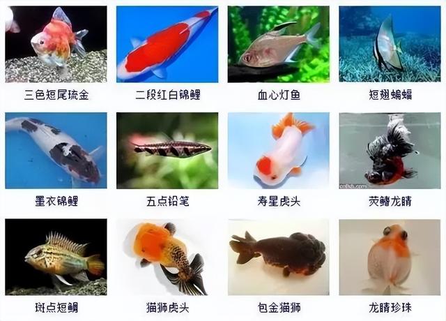 359种观赏鱼名称大全，你认识几种-23.jpg