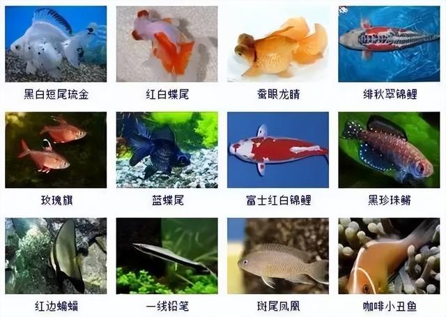 359种观赏鱼名称大全，你认识几种-19.jpg