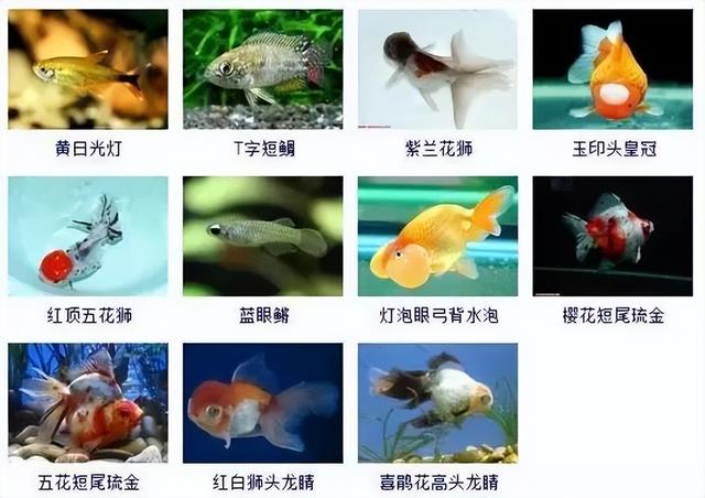 359种观赏鱼名称大全，你认识几种-30.jpg