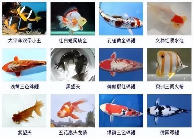 359种观赏鱼名称大全，你认识几种-28.jpg
