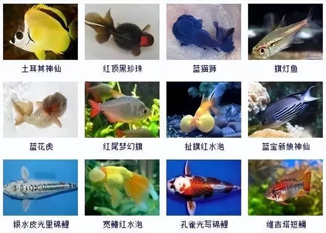359种观赏鱼名称大全，你认识几种-29.jpg