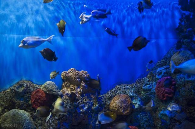 常见水族箱的种类和优缺点-2.jpg