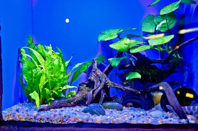 常见水族箱的种类和优缺点-3.jpg