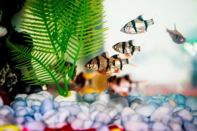 常见水族箱的种类和优缺点-1.jpg
