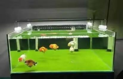 什么鱼缸都可以养鱼，并且都能养好，我们应该如何选择为好呢？-5.jpg