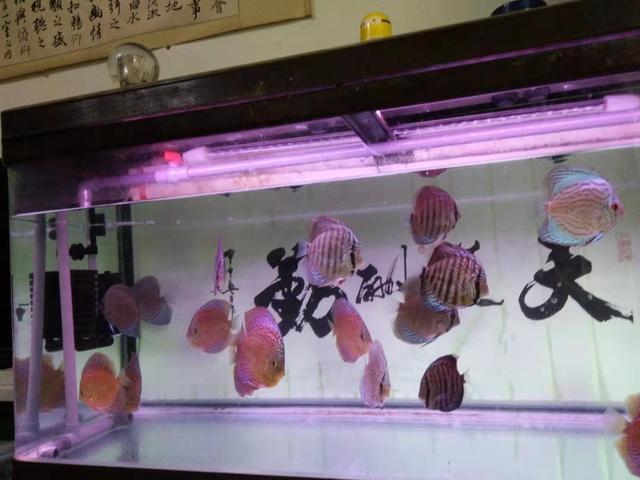 什么鱼缸都可以养鱼，并且都能养好，我们应该如何选择为好呢？-8.jpg