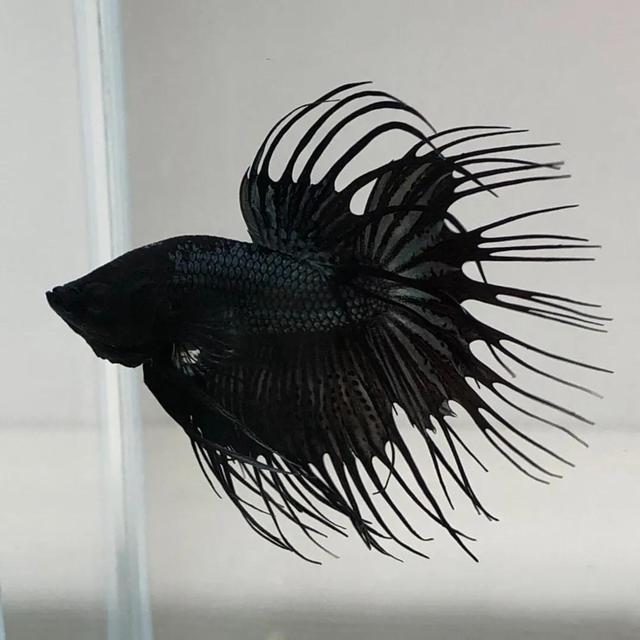 泰国斗鱼品种简介4狮王斗鱼-3.jpg