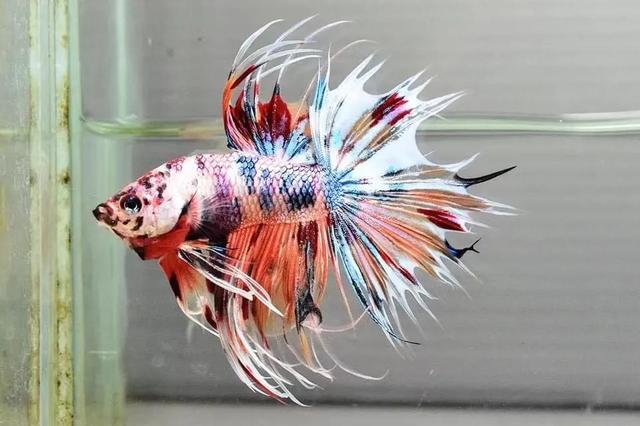泰国斗鱼品种简介4狮王斗鱼-2.jpg