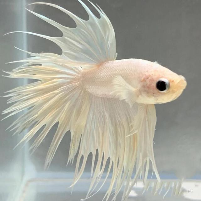泰国斗鱼品种简介4狮王斗鱼-5.jpg